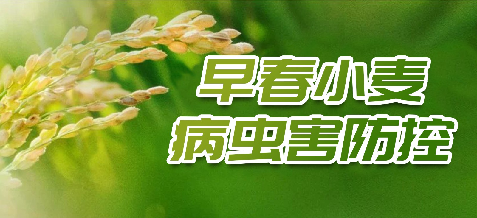 早春小麥病蟲害防控